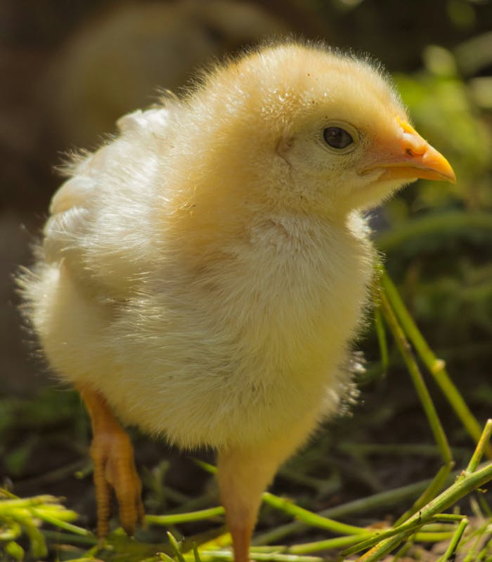 Close-up of a cute fluffy yellow chick walking on farm grass.